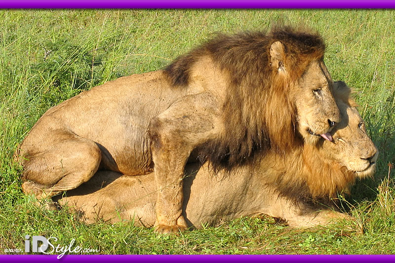 Gay lion sex Dick black trannies